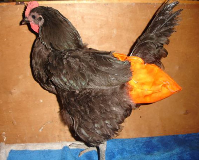 Chicken Diapers