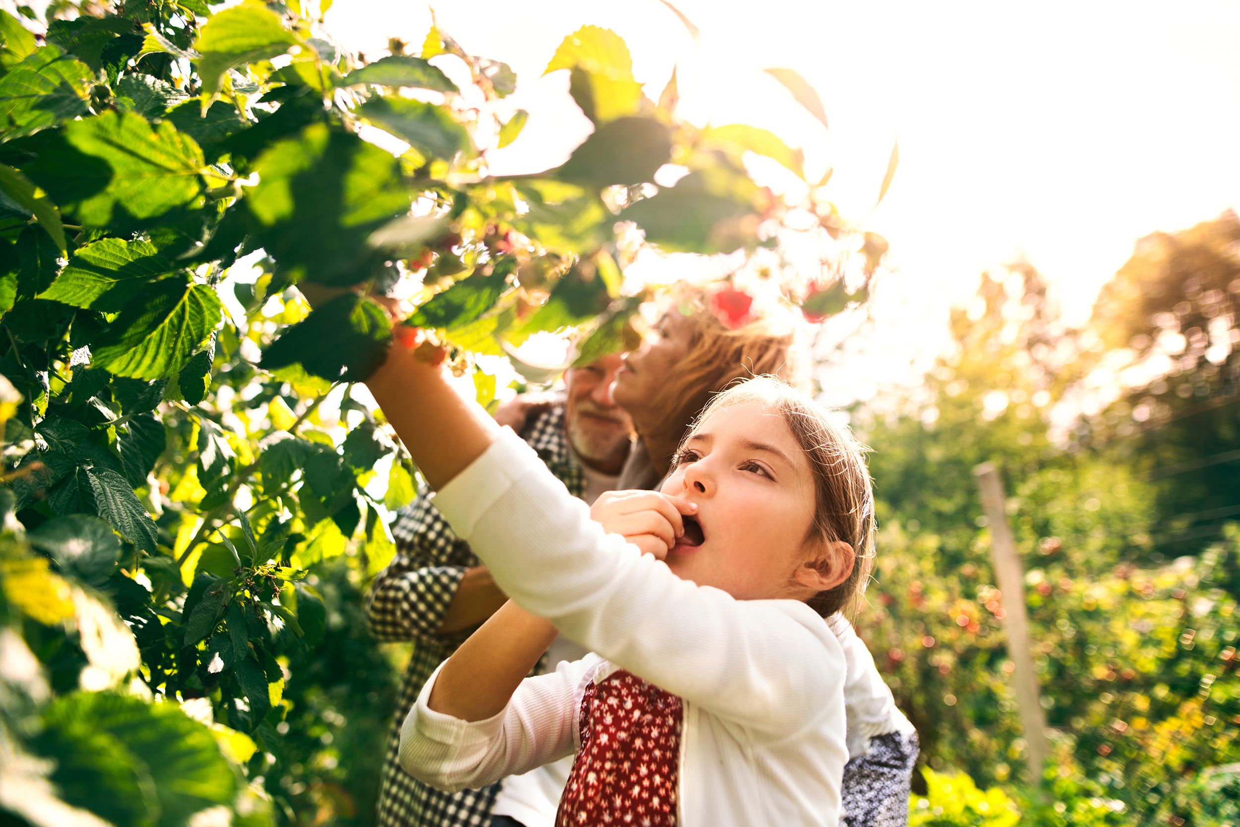 senior couple with granddaughter gardening in the backyard garden