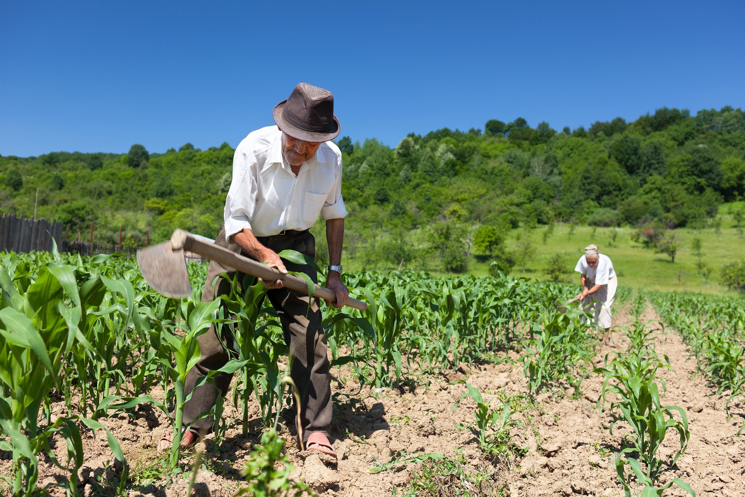 Family of rural workers weeding corn in a field