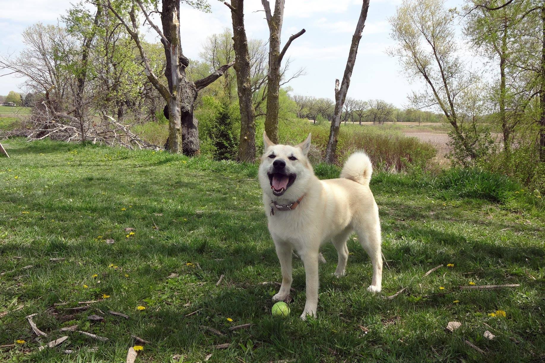 dog smiling in grass at Sahara heights dog park