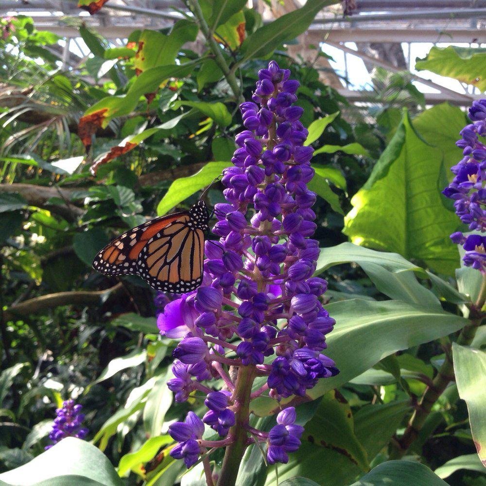 Butterfly Pavilion in Westminster, CO