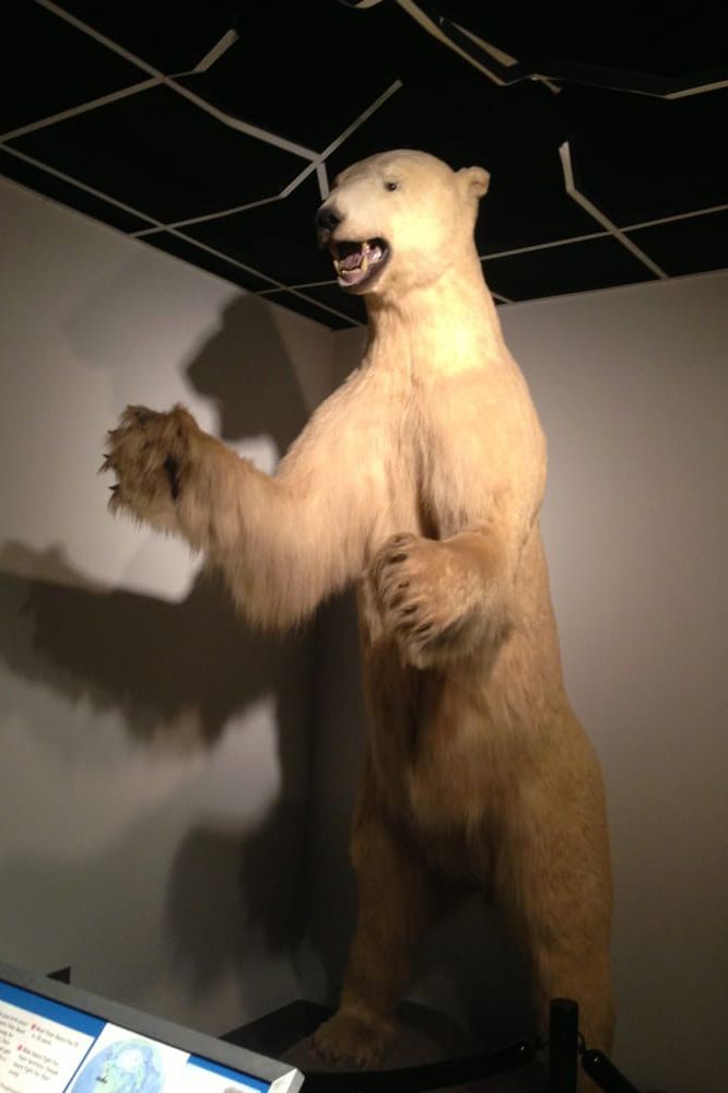 Museum of Arts and Sciences in Macon, GA