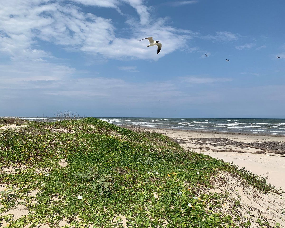 birds flying over beach and sand dunes at mustang island state park