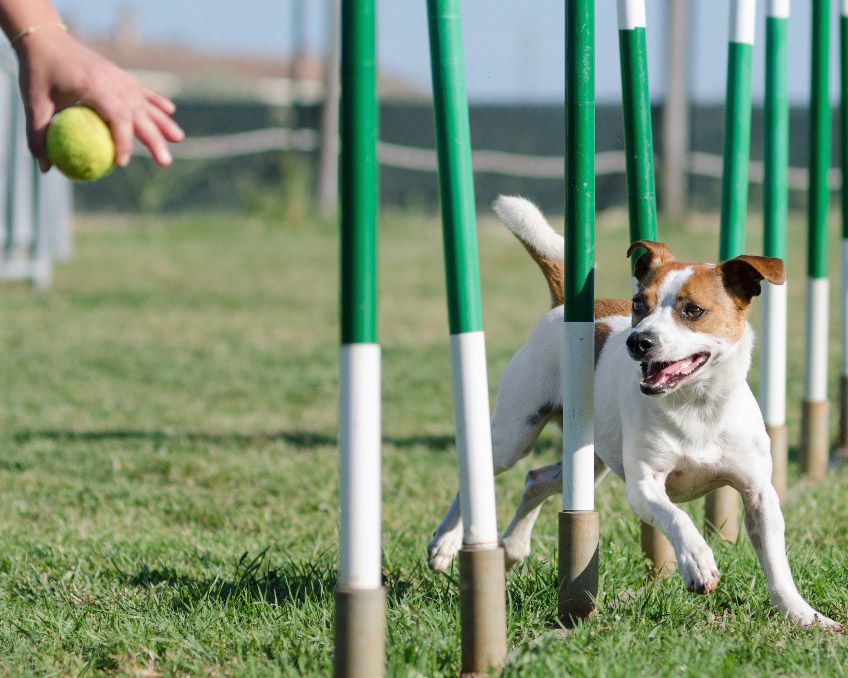 dog weaving through weave poles chasing tennis ball at 4 paws kingdom