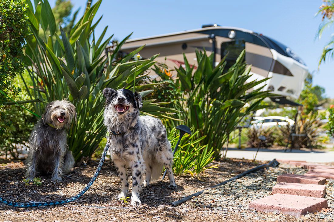 dogs at escondido rv resort, rvs in background