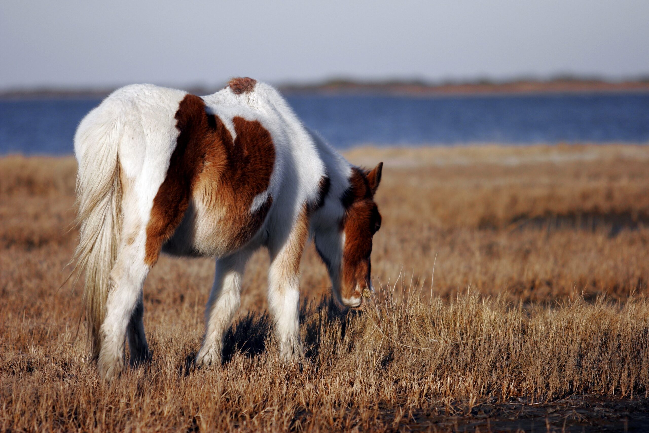 Assateague Island National Park wild piebald pony grazing on grassland near the ocean
