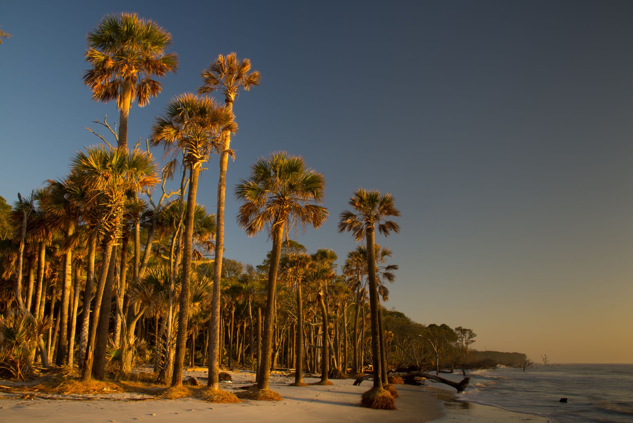 Hunting Island State Park at dawn