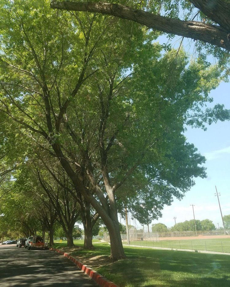 los altos park