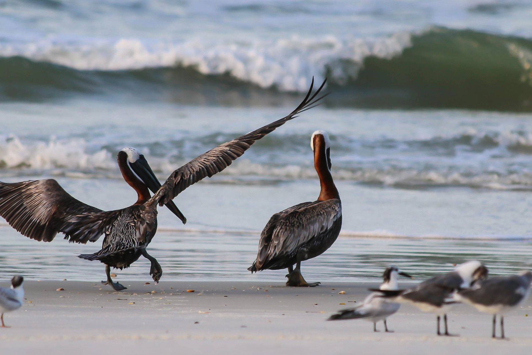 pelicans and seagulls on beach at anastasia state park