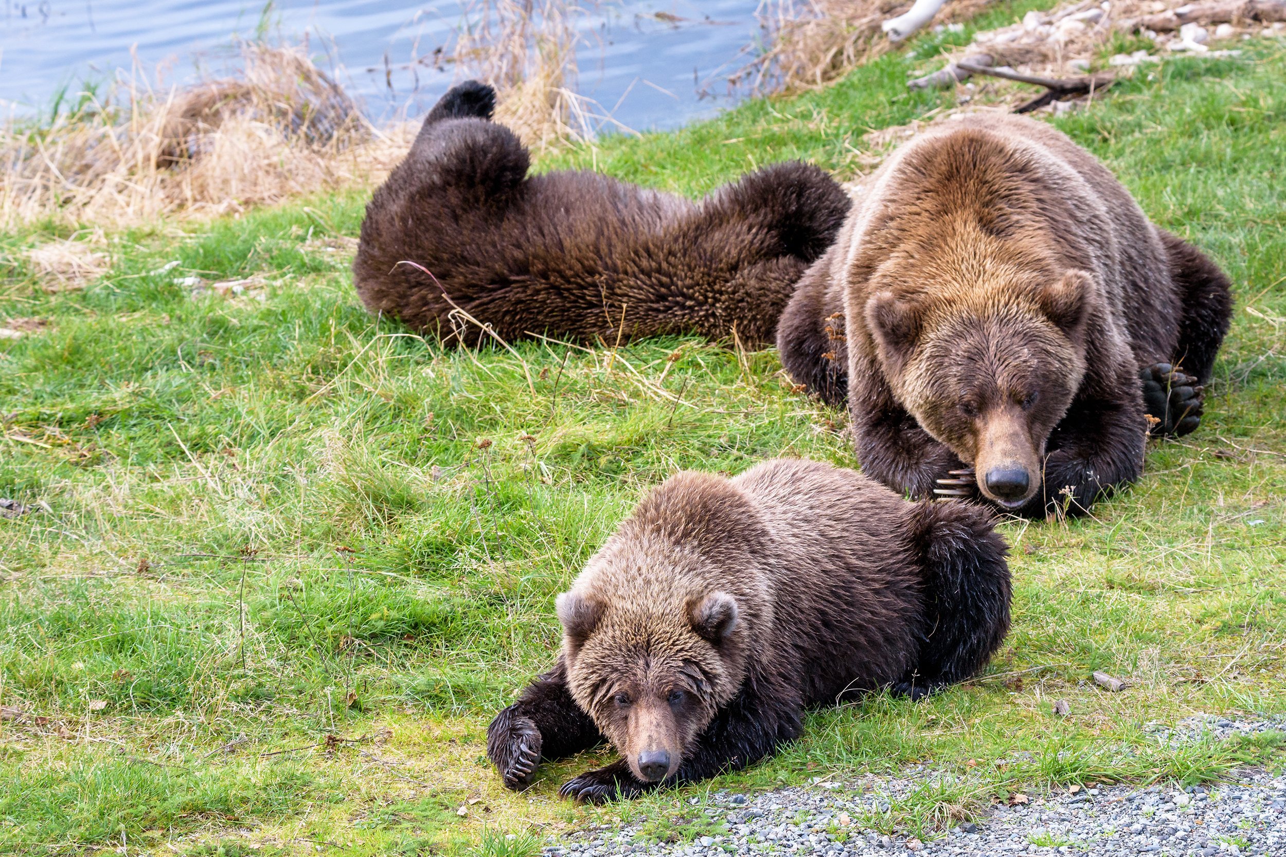 Alaska brown bear mother and cubs on the bank of the Brooks River lagoon