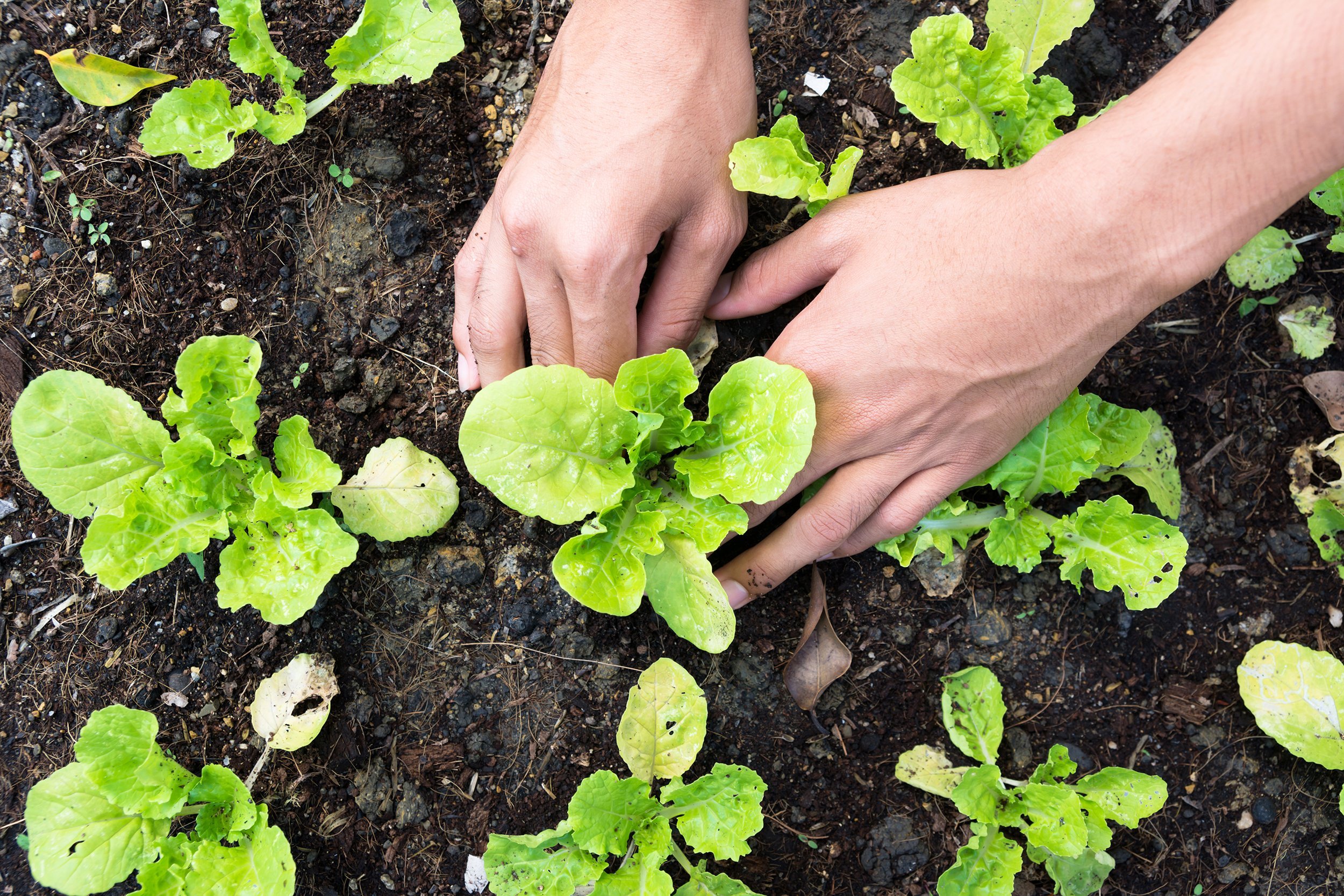 hands planting a garden