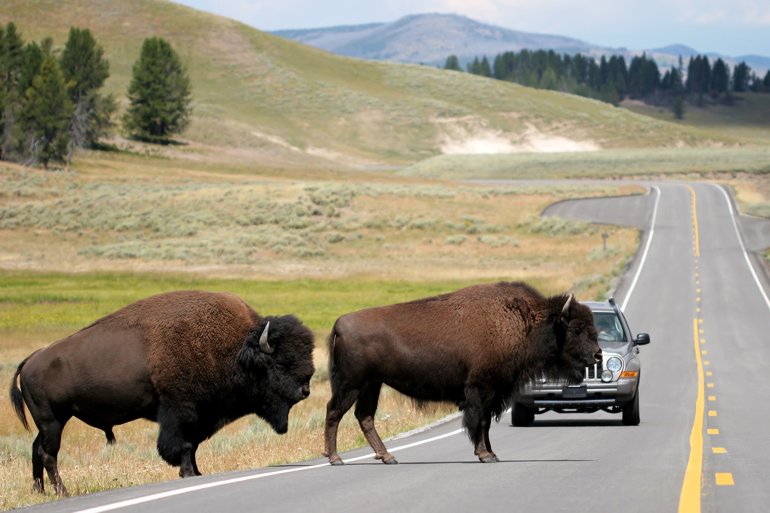 rush hour in Yellowstone National Park, Wyoming