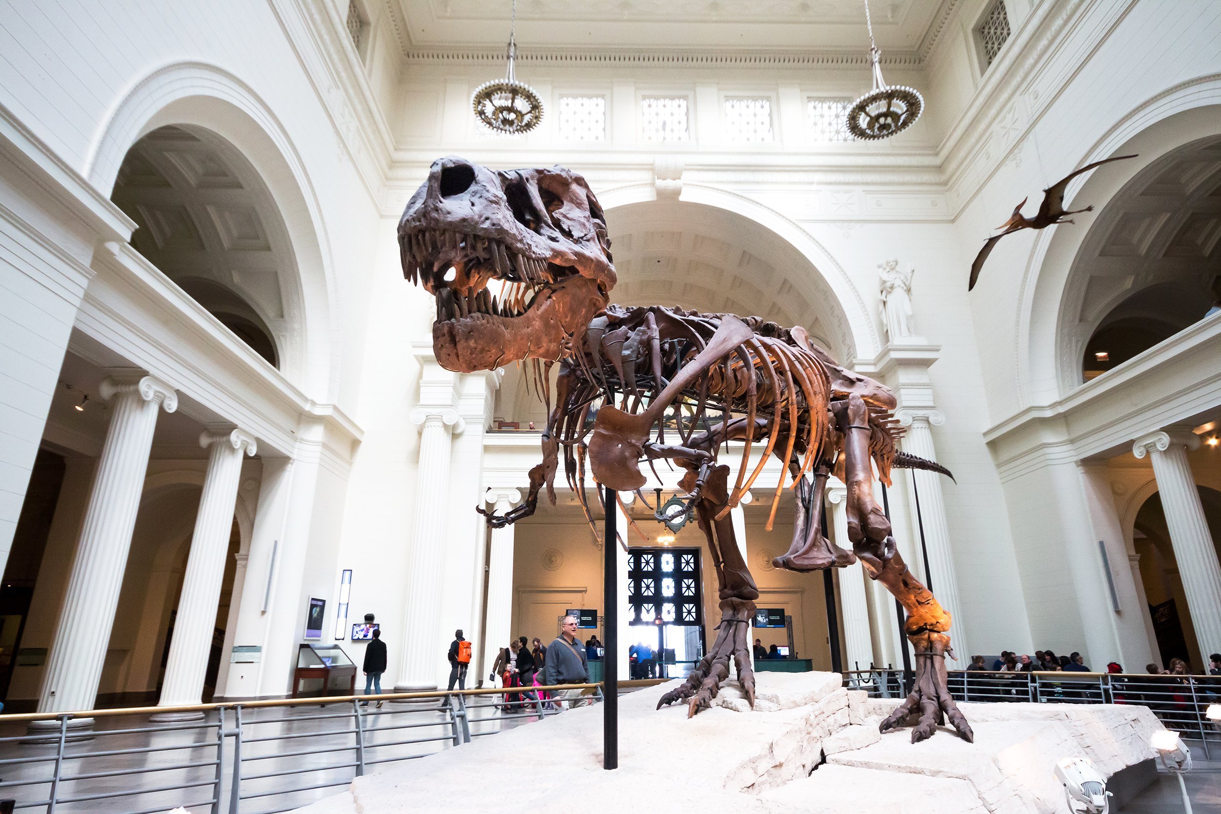 Field Museum in Chicago, Illinois