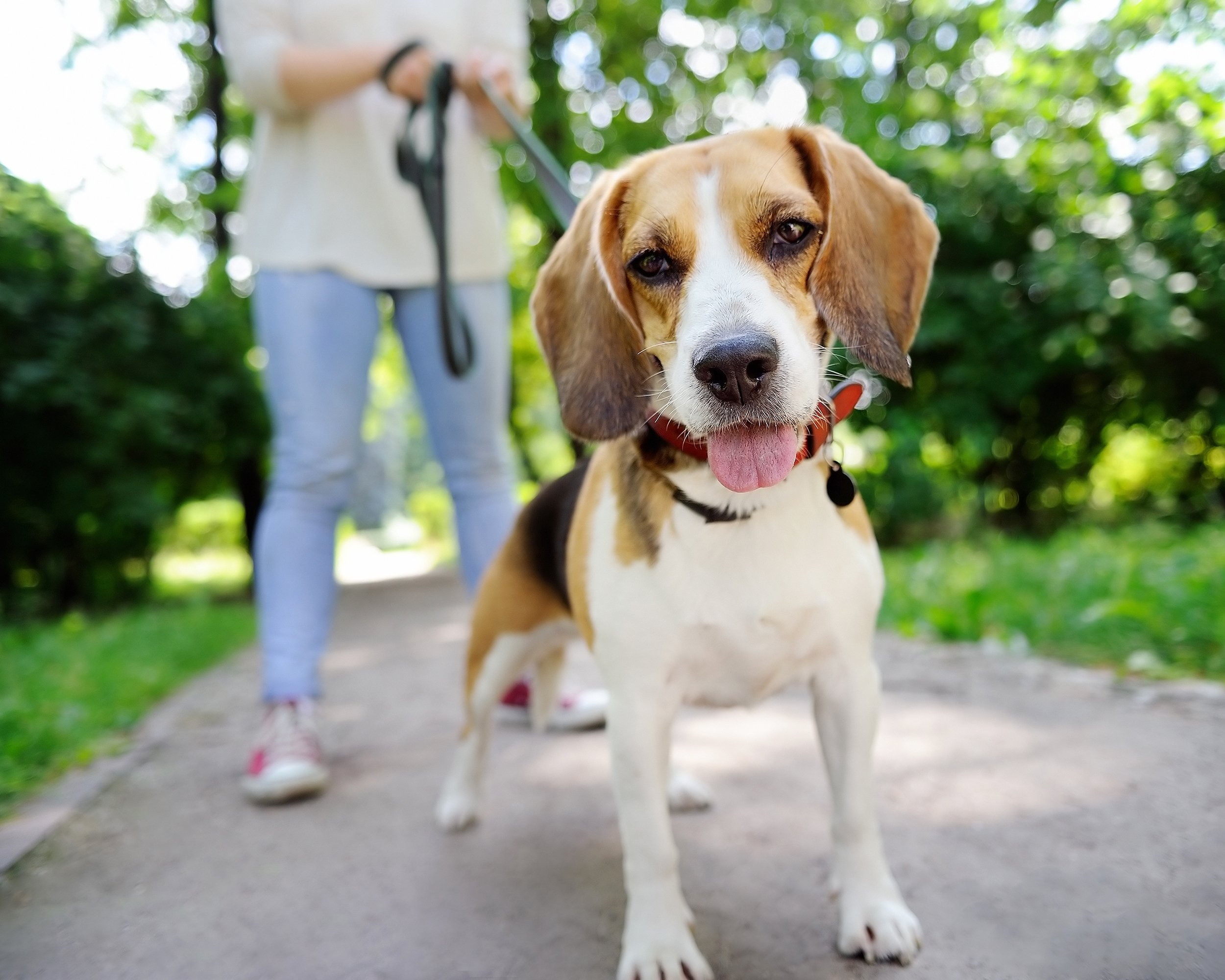Beagle