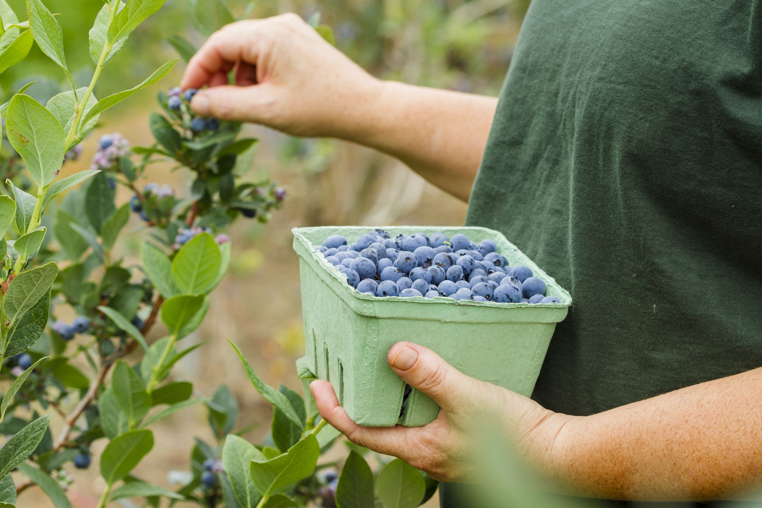 woman picking blueberries on a berry farm