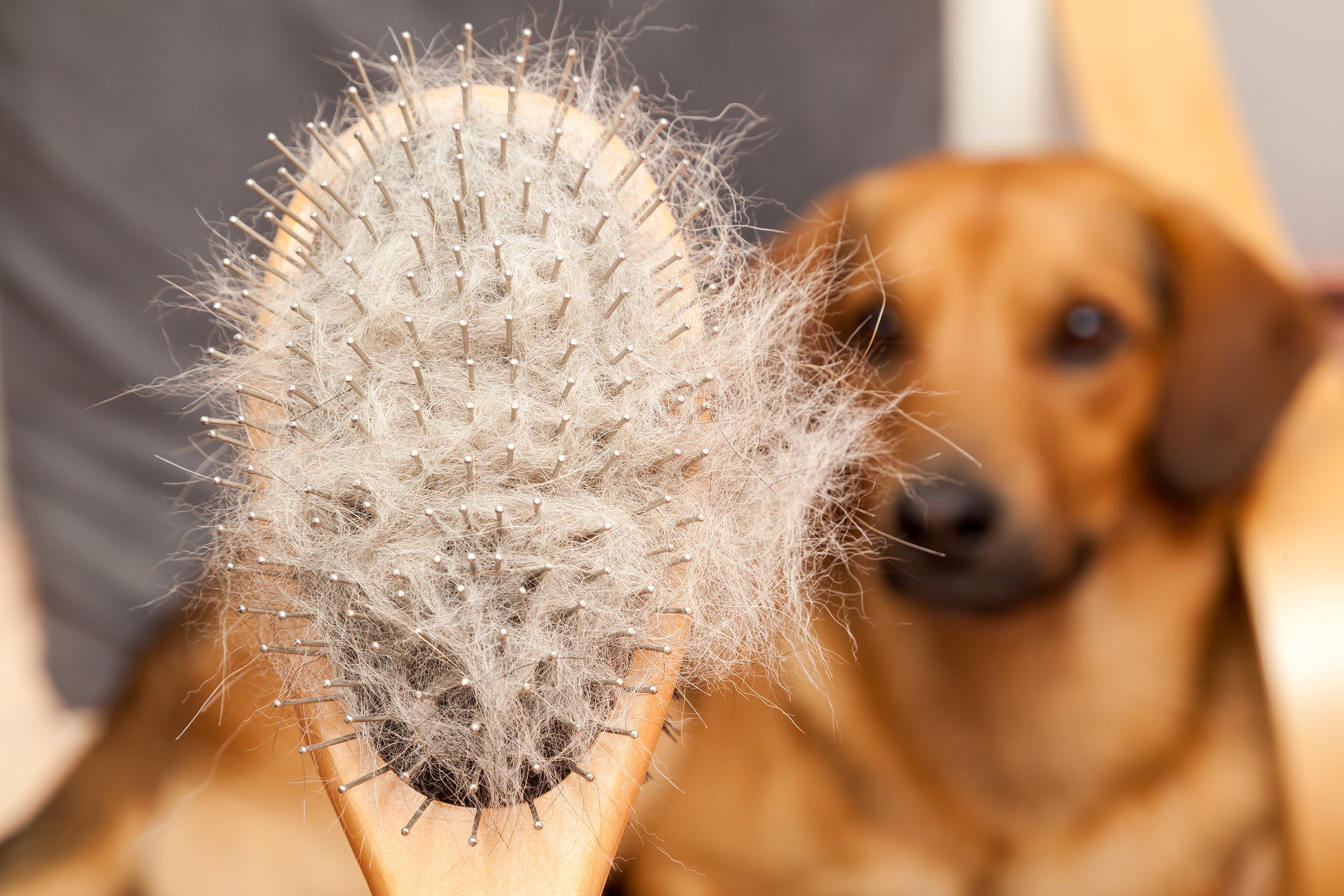 hairy dog brush with dog in background