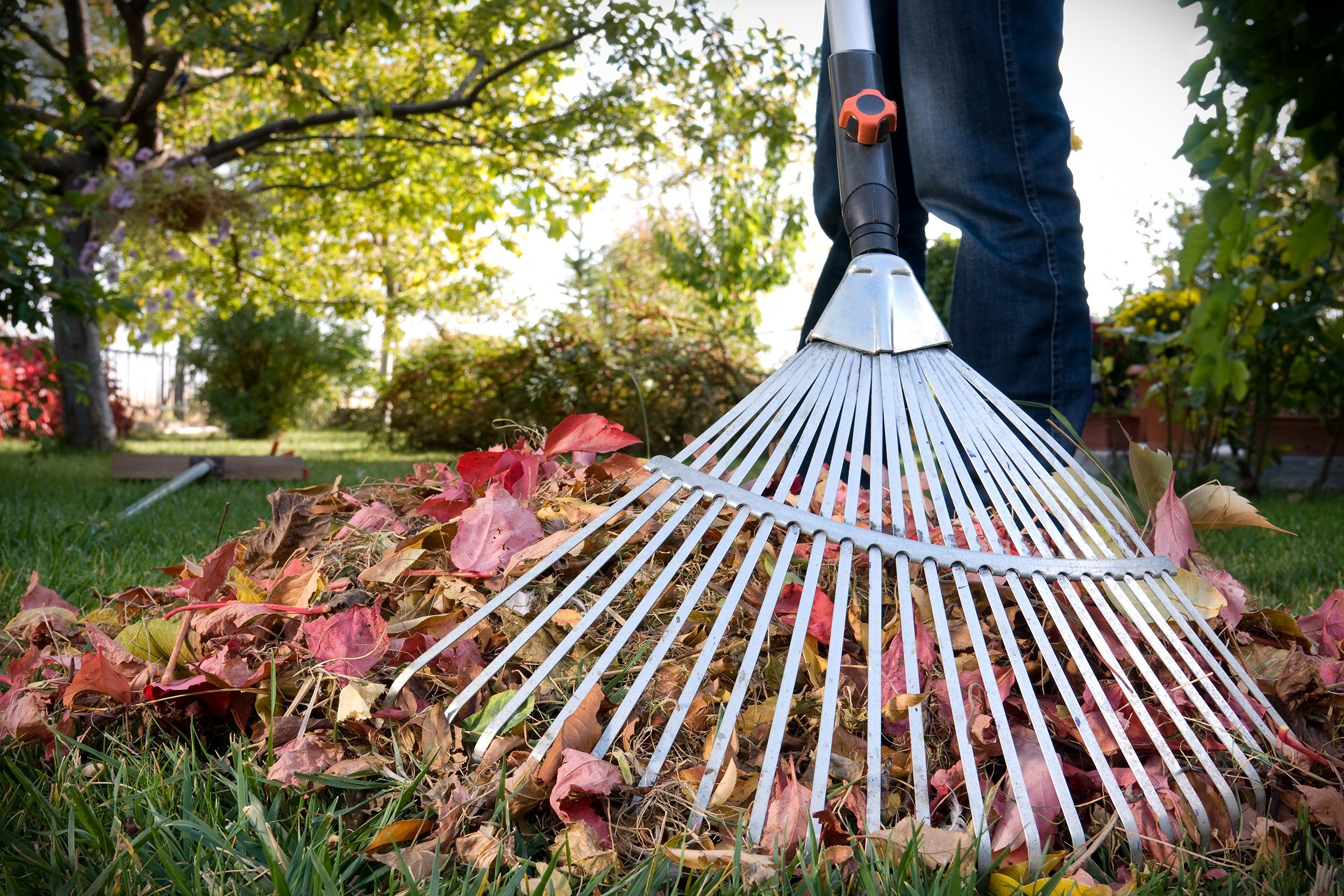 raking fall leaves in yard