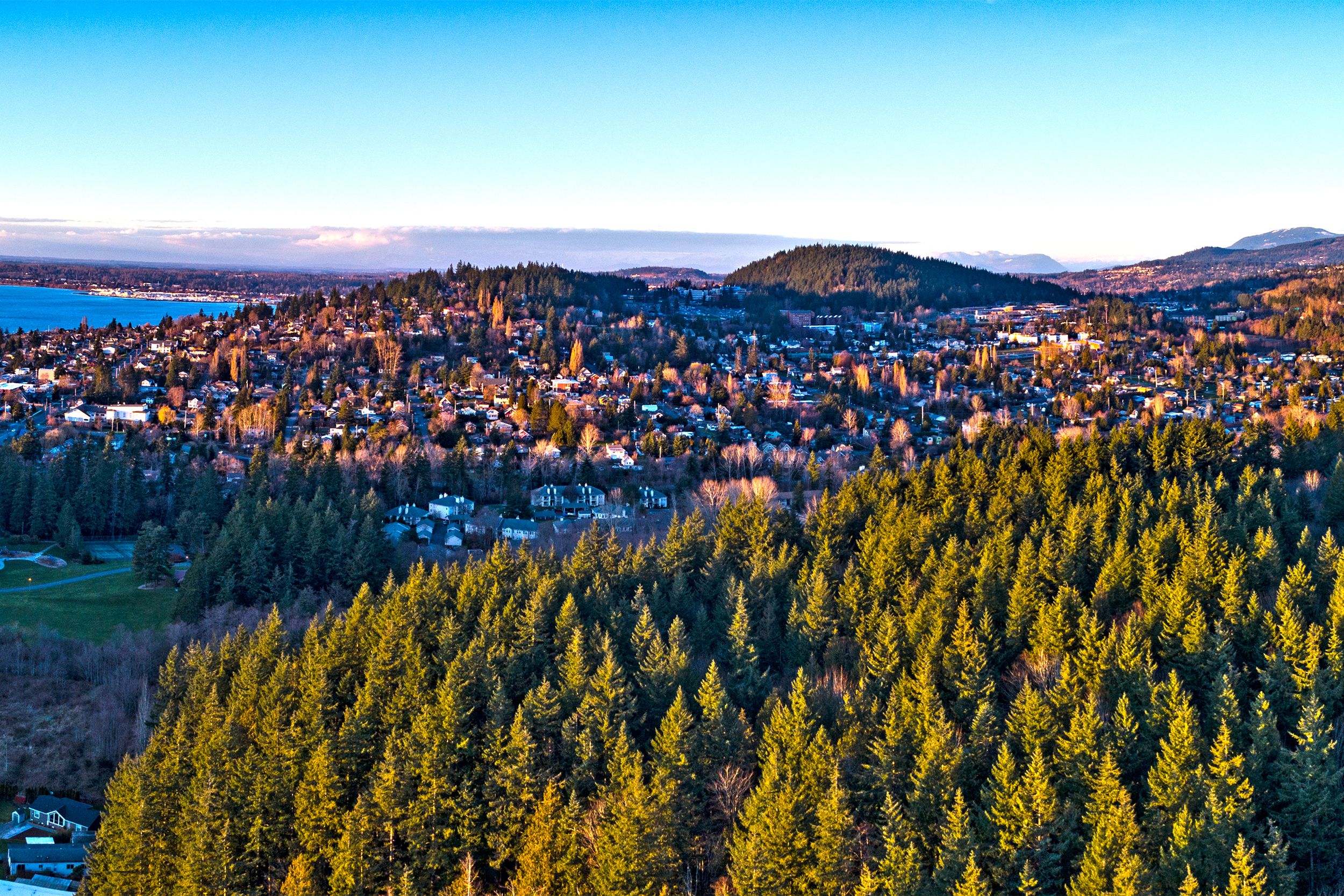 Forest view of Washington