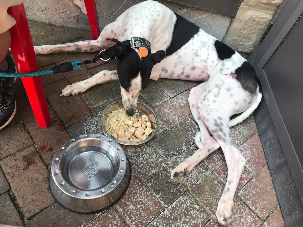 Dog dining at Posana Restaurant, Asheville, North Carolina
