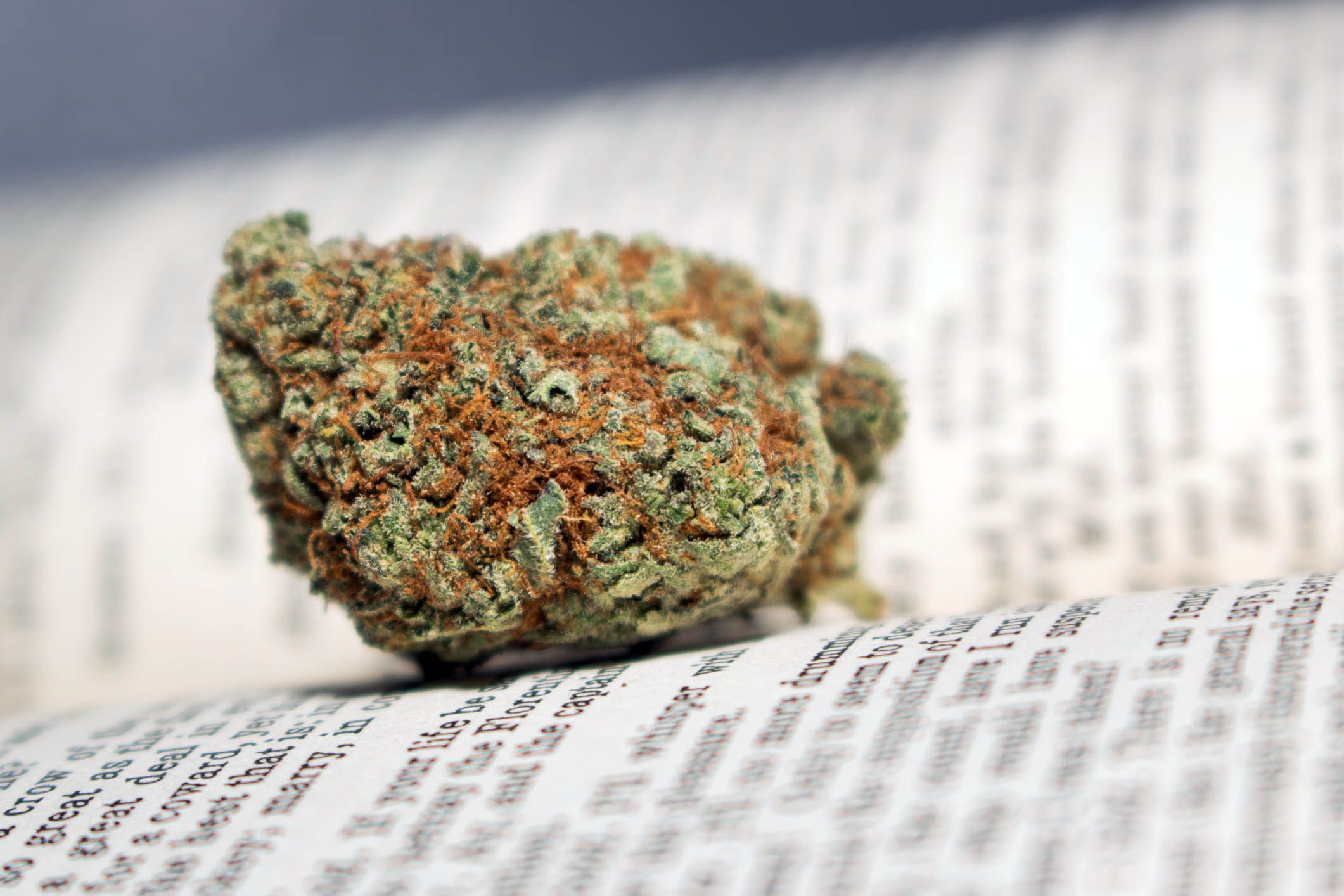marijuana on pages of open book