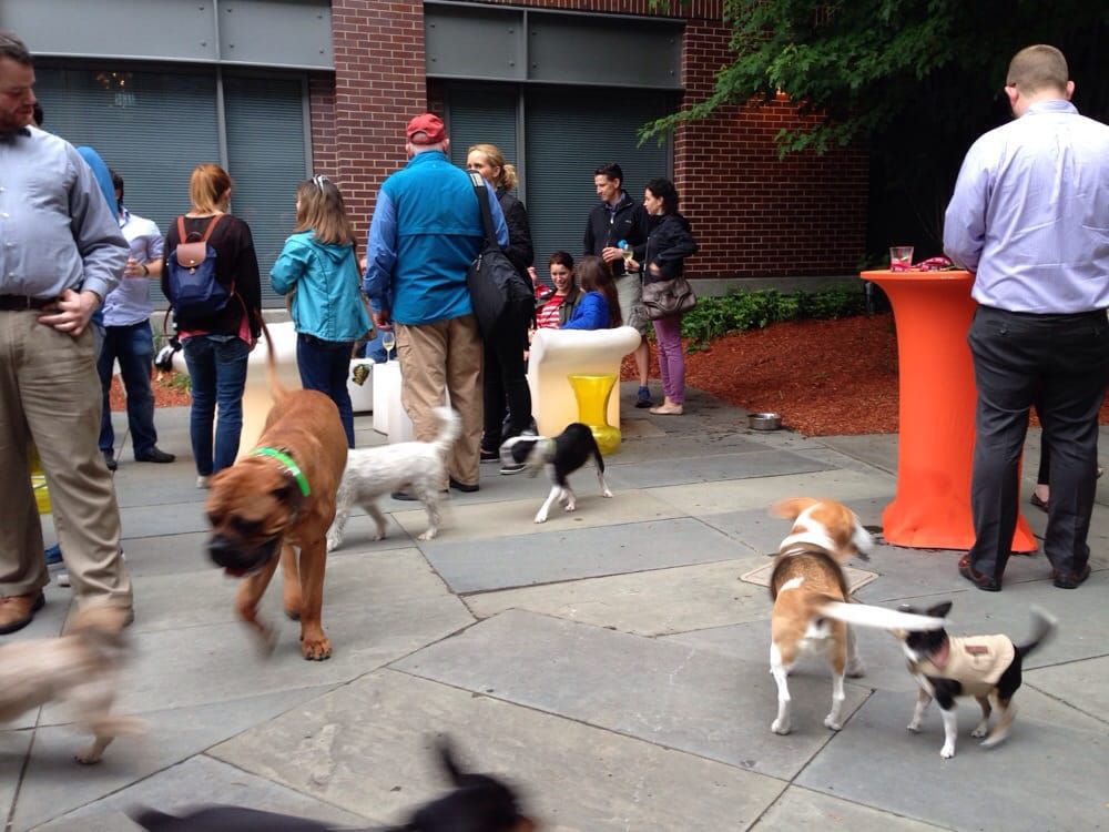 People with their dogs during Yappier Hour, The Liberty Hotel, Boston
