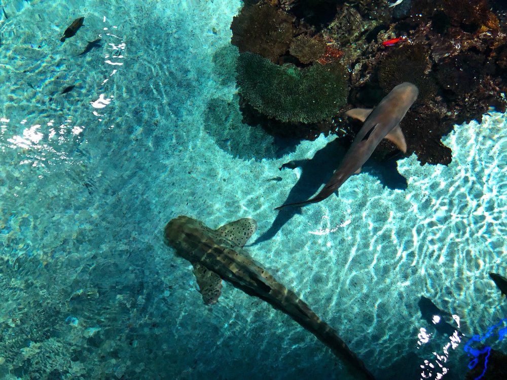 National Aquarium, Baltimore