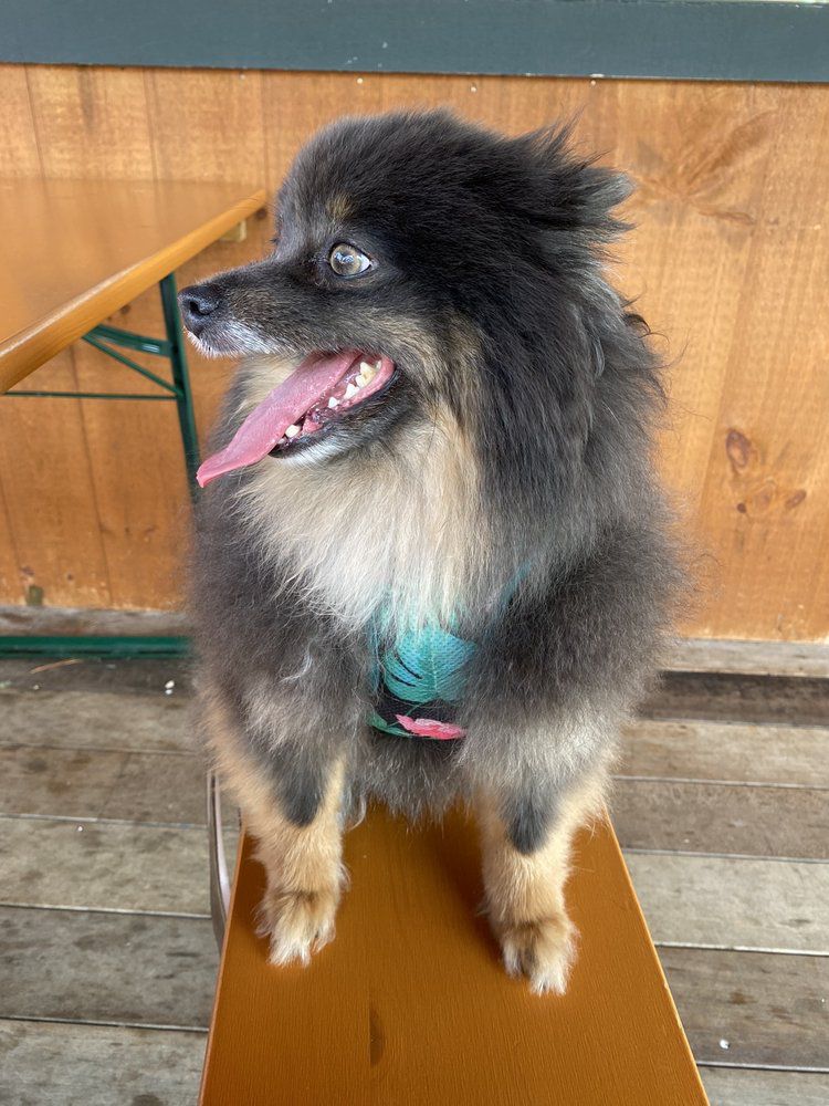Dog sitting at Jealous Monk, Mystic, Connecticut