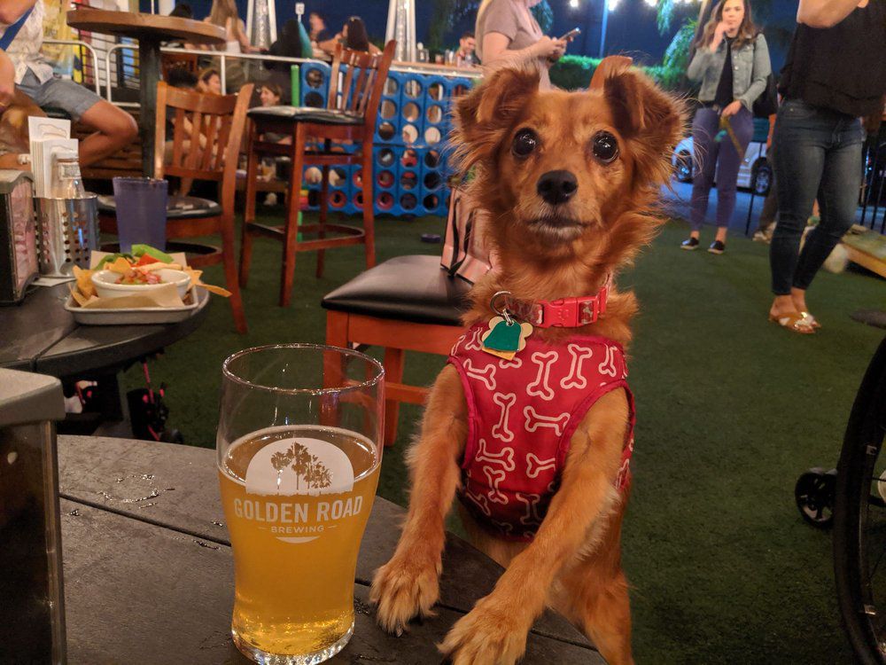 Dog with beer on the patio at The Pub at Golden Road Brewing, Los Angeles