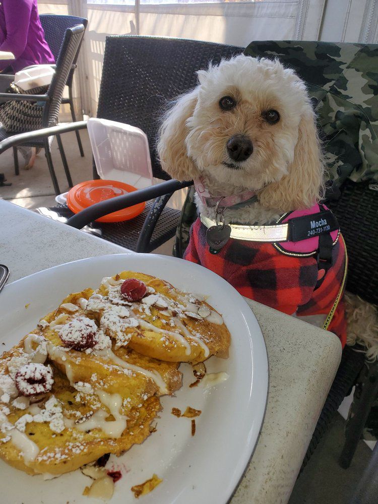 Dog sitting in chair at the table with food at Citrus, Virginia Beach, Virginia
