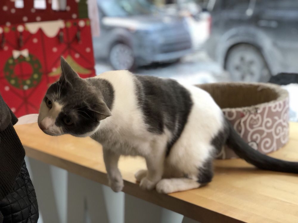Cat sitting on table at Meow Parlour, New York City
