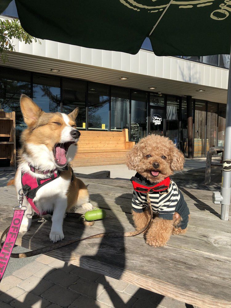 Two dog on the patio at Dogfish Head Craft Brewery, Milton, Delaware