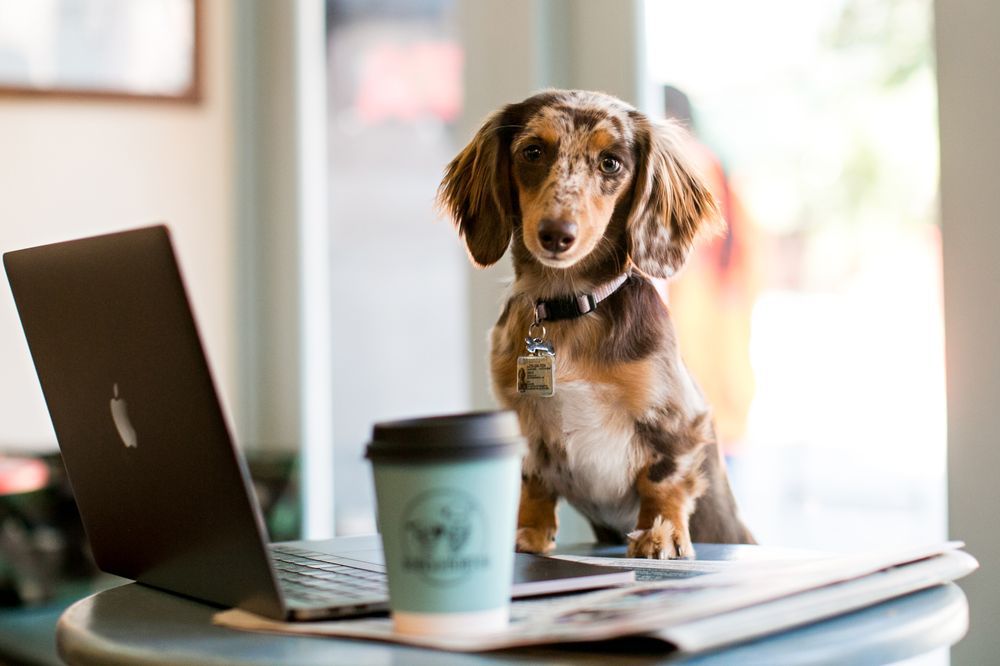 Dog sitting at table with laptop and coffee at Boris & Horton, New York City