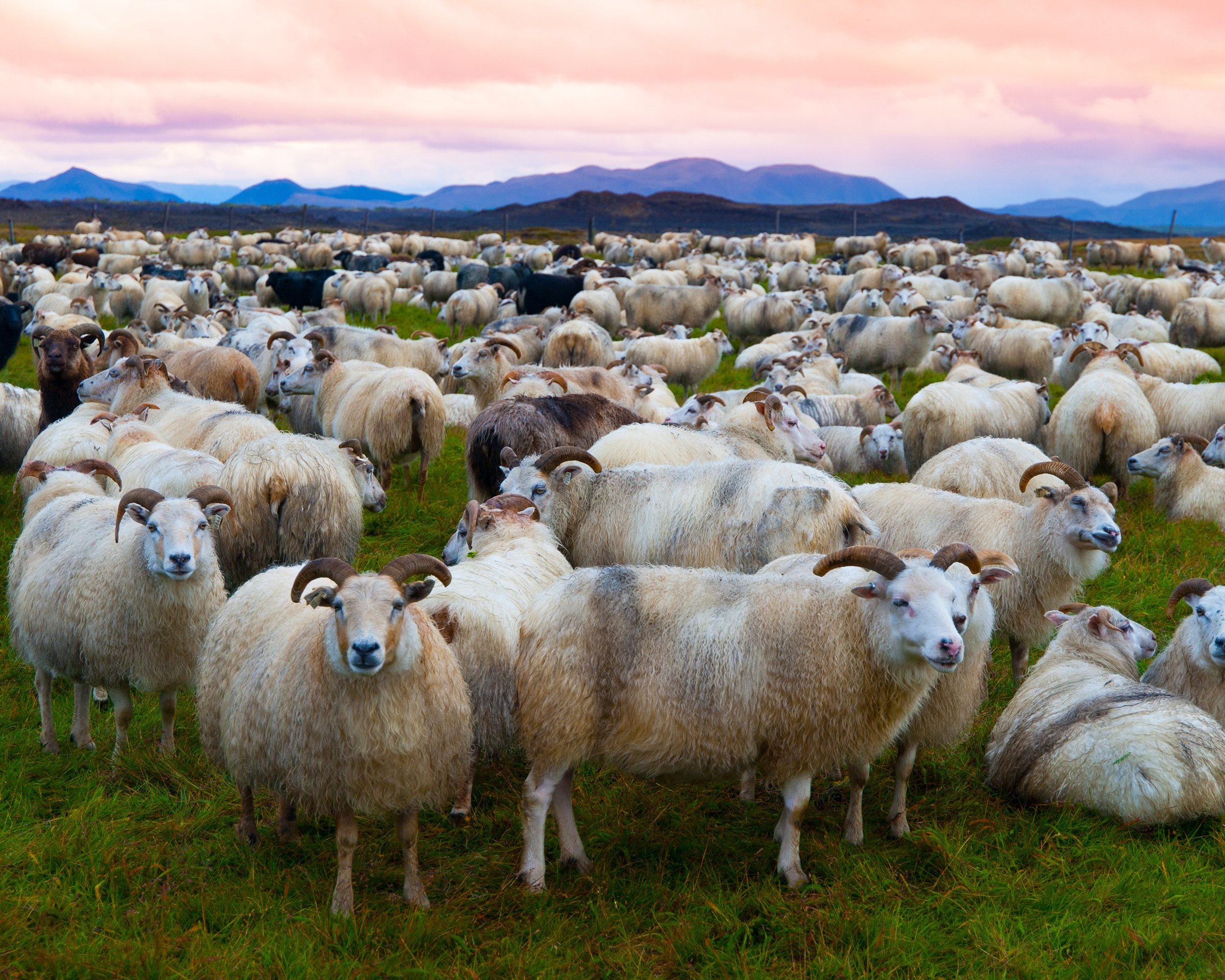 large herd of sheep in the evening, Iceland