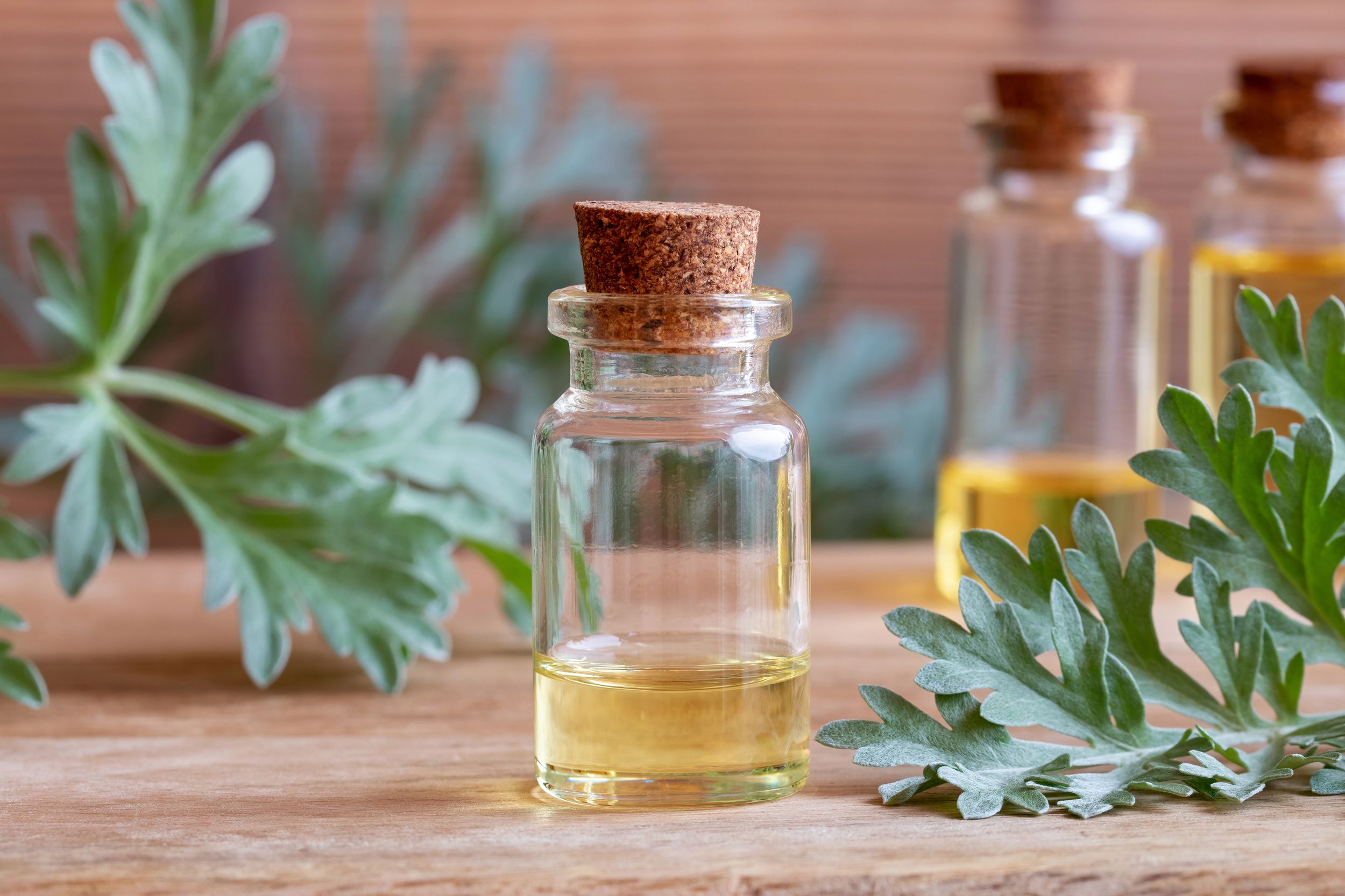 bottle of wormwood essential oil with fresh wormwood