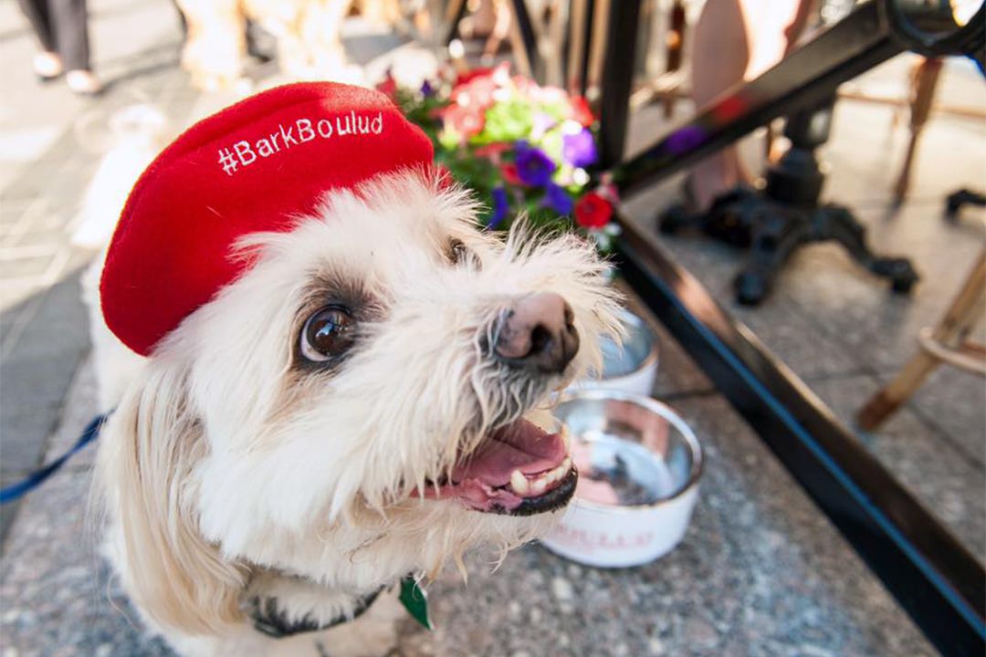 Happy dog with Bar Boulud hat at Bar Boulud, Boston