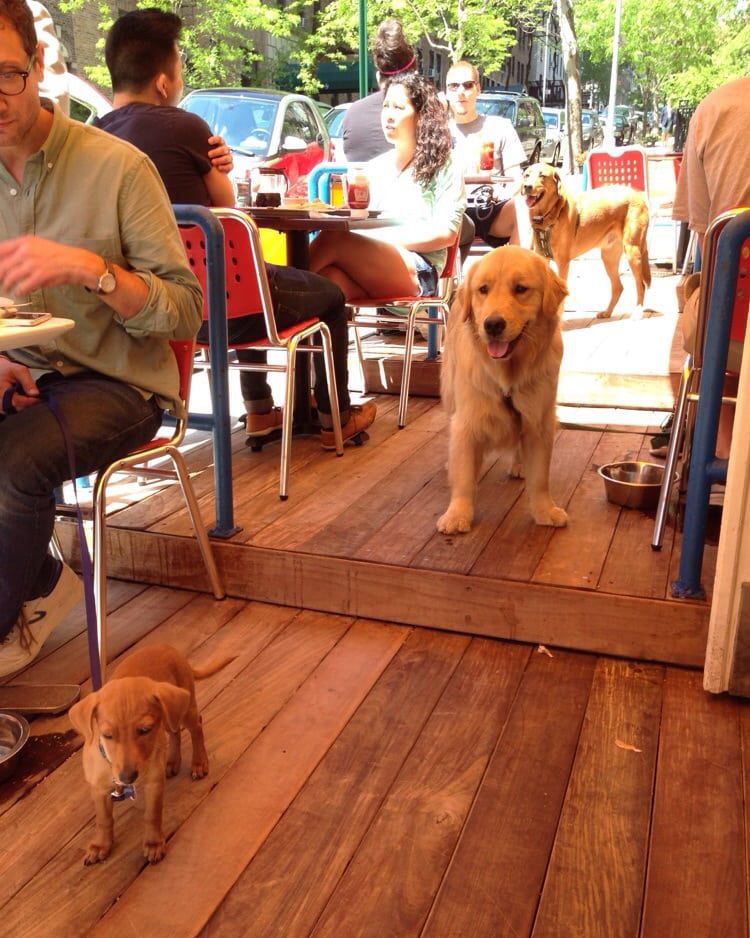Dogs on the patio at Barking Dog, New York City