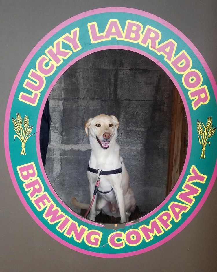 Dog at Lucky Labrador Beer Hall, Portland, Oregon