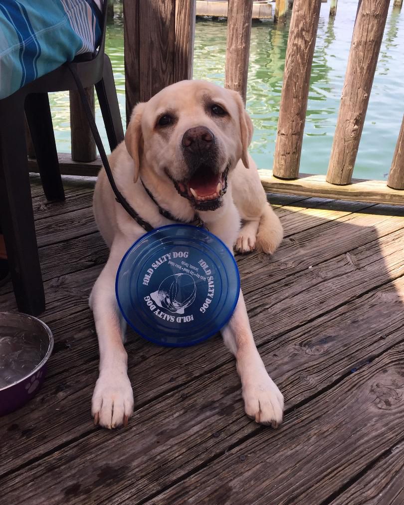 Dog, with a frisbee, on the patio at Old Salty Dog, Sarasota, Florida