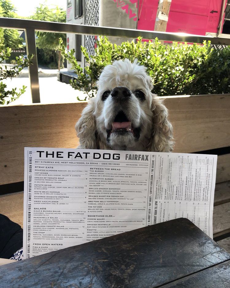 Dog sitting with menu at The Fat Dog, Fairfax, California