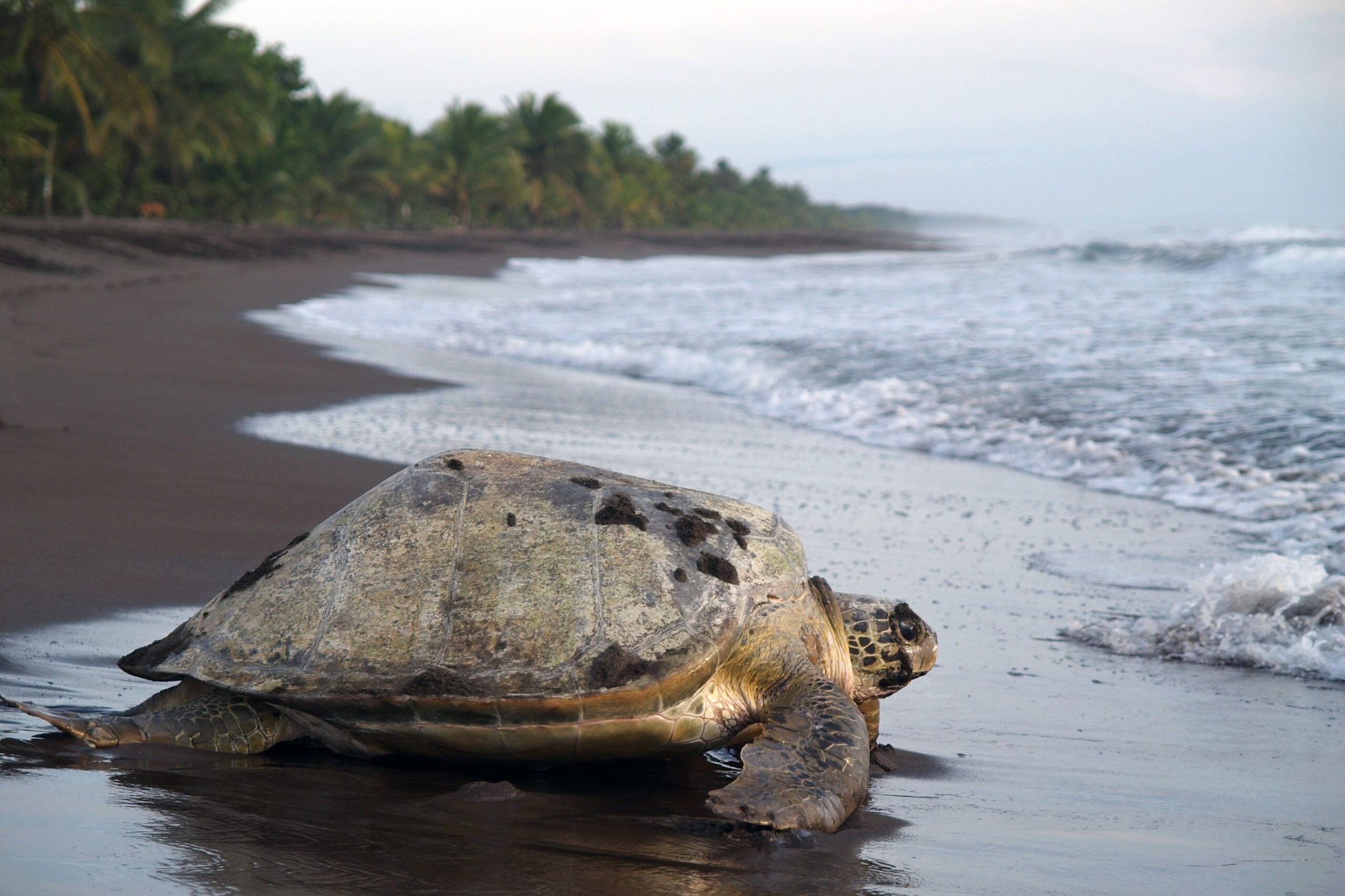 turtle heading out to sea at tortuguero, costa rica