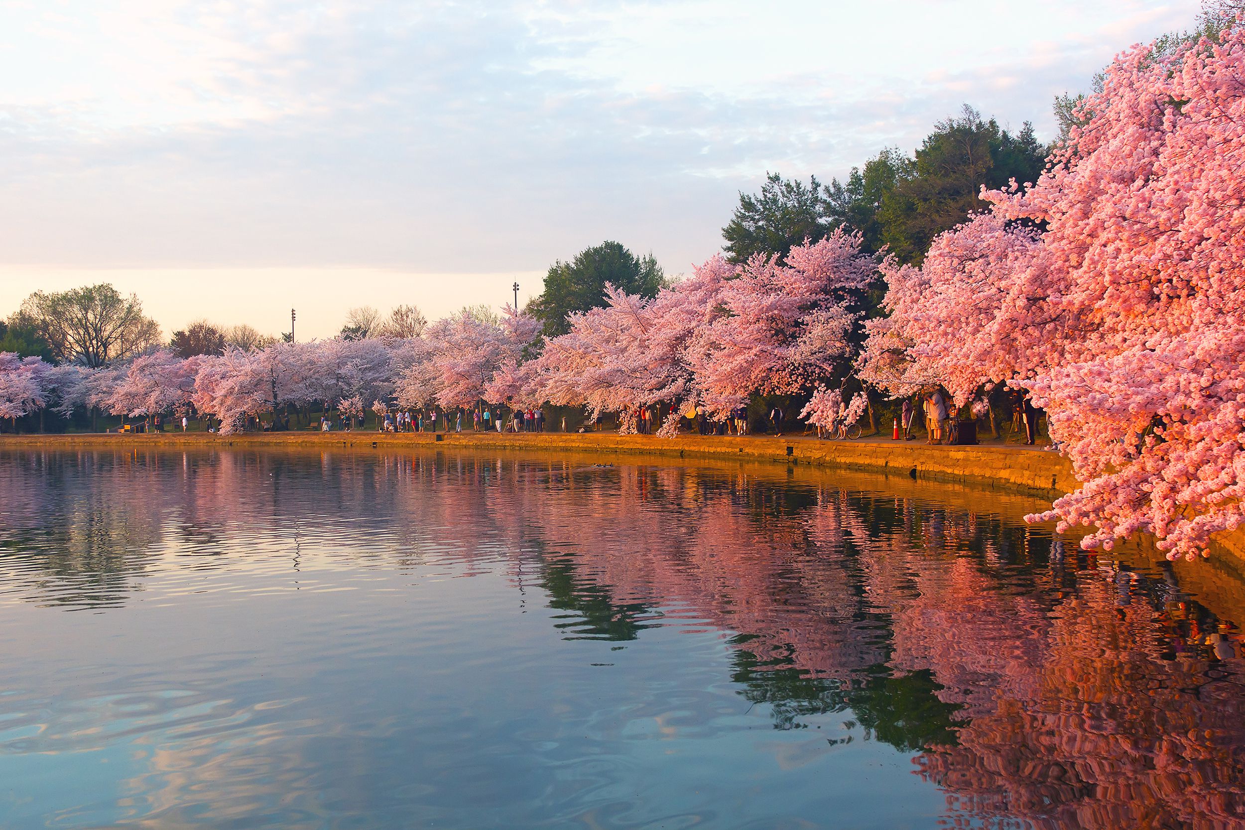 Cherry Blossom Festival, Washington, D.C.