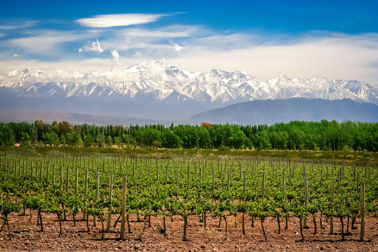 vinyard in mendoza, mountains in background