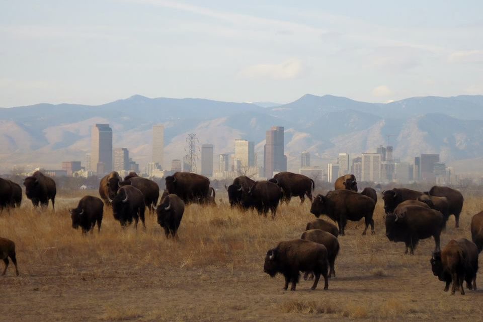 Rocky Mountain Arsenal National Wildlife Refuge, Denver