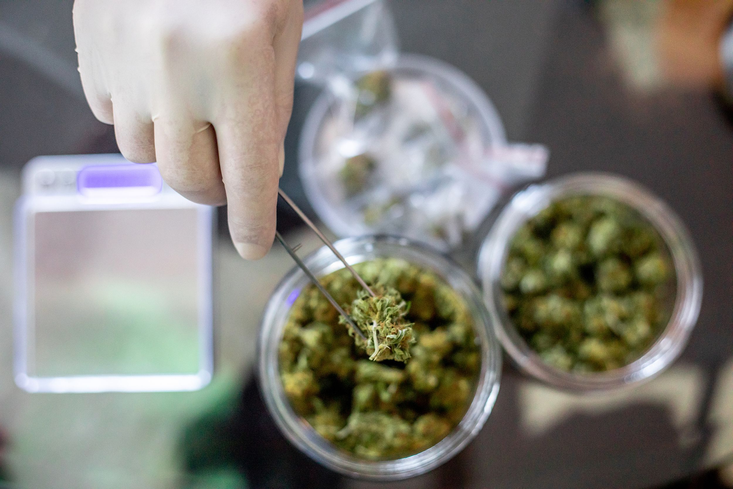 hand holding piece of medical marijuana with tweezers, with jars of medical marijuana in background