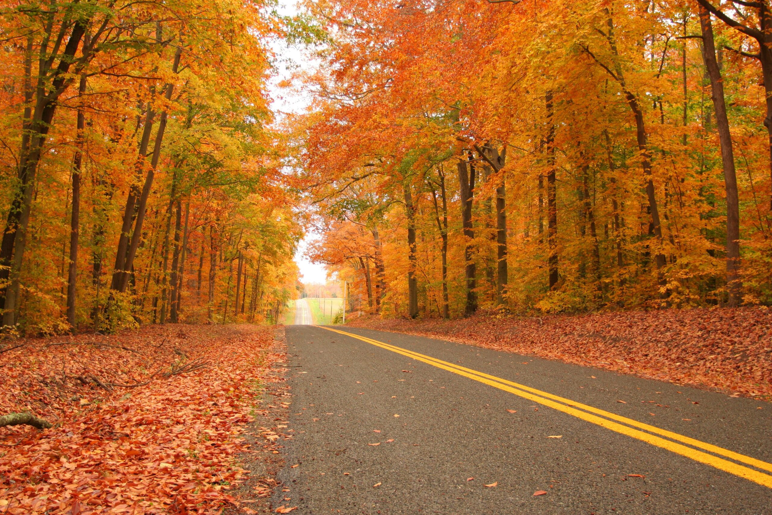 road in autumn forest in maryland