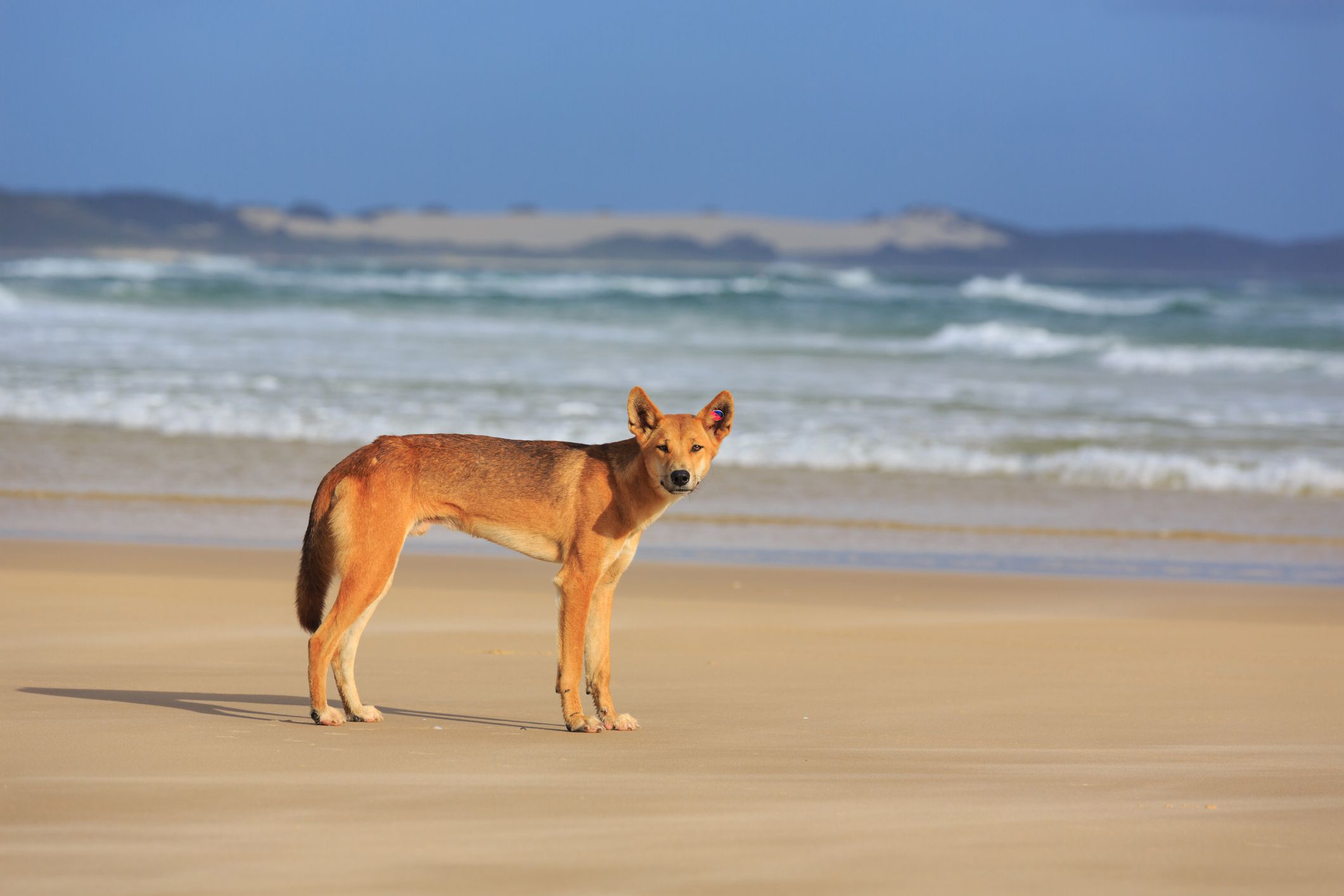 dingo on fraser island beach