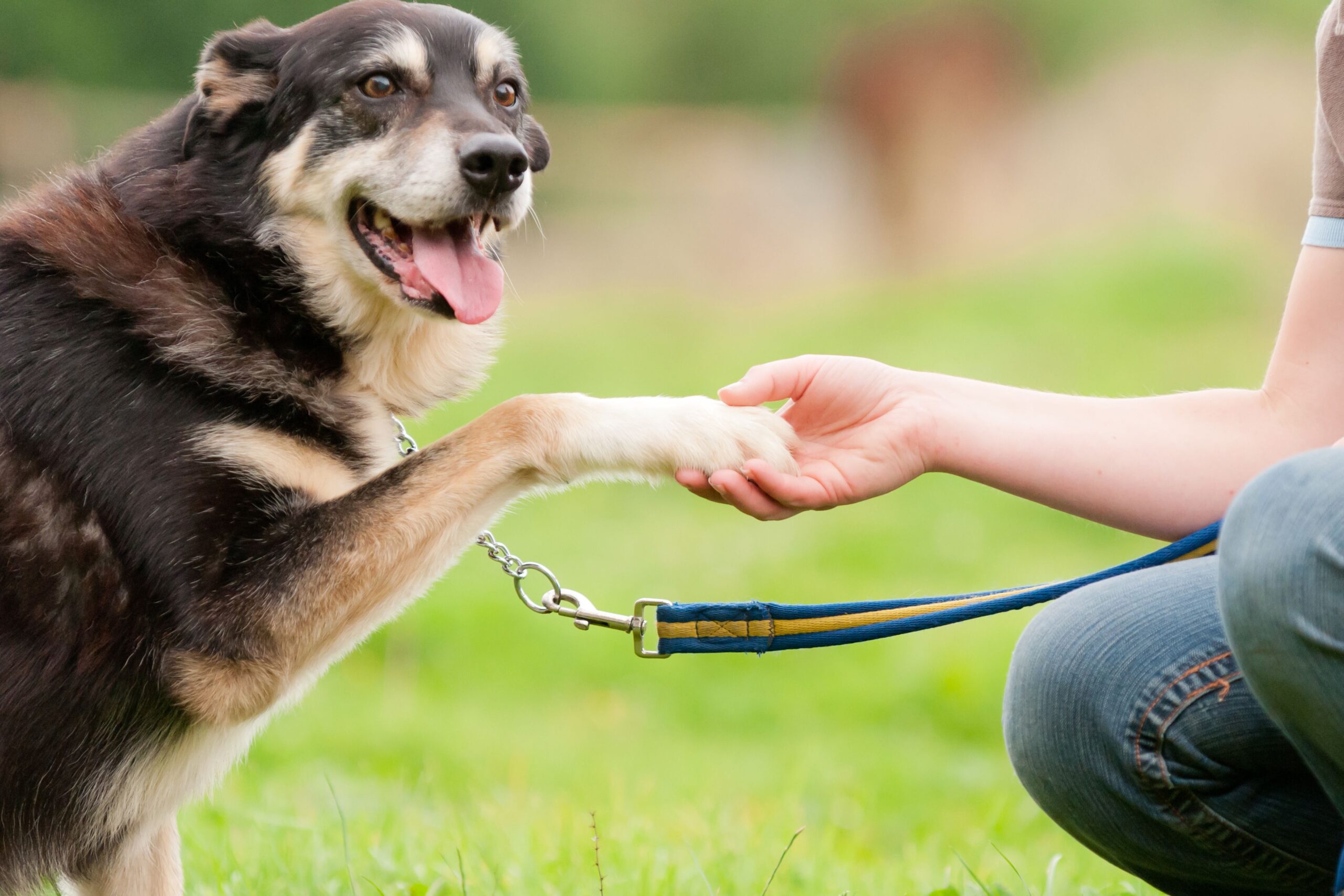 shaking dog's hands