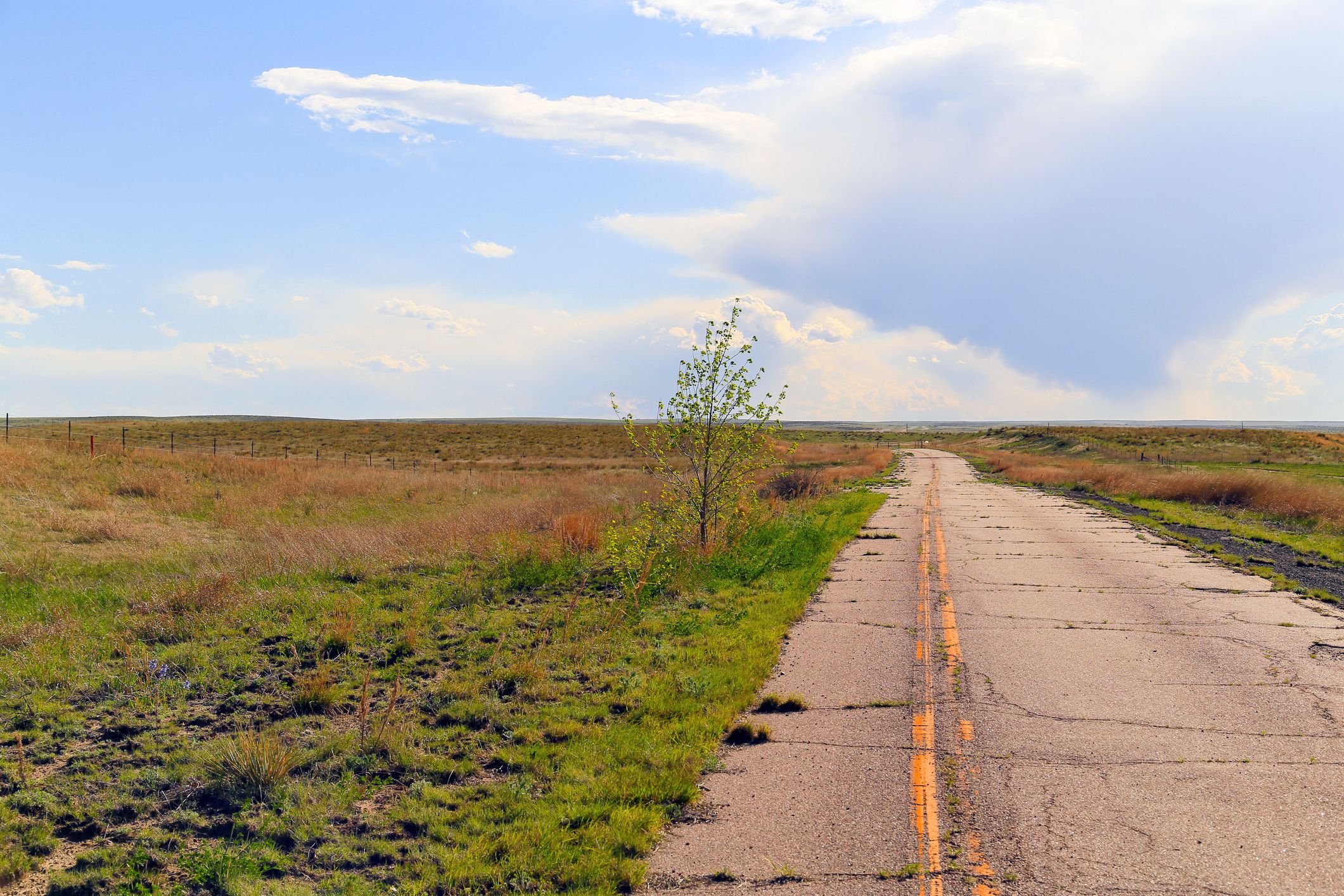 colorado road overgrown with weeds