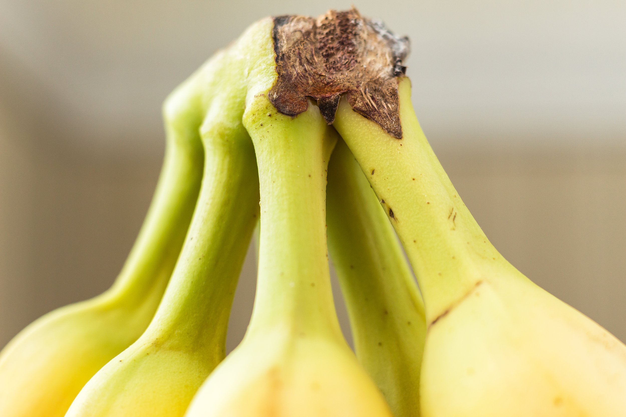 banana stems connected at the top