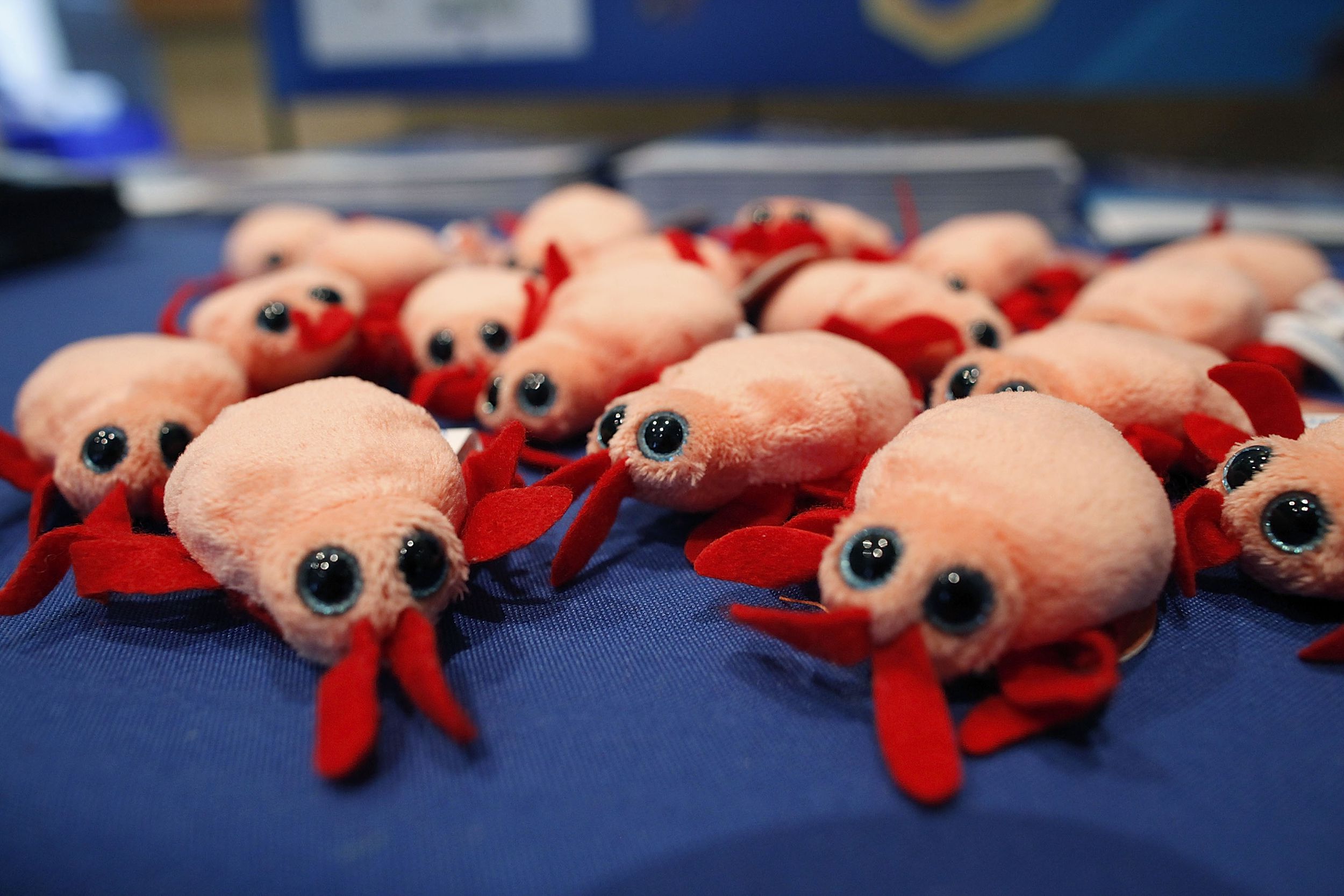 Plush bed bugs are displayed at the Bed Bug University North American Summit 2010 on September 22, 2010 in Rosemont, Illinois.